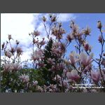 Magnolienblueten (1)